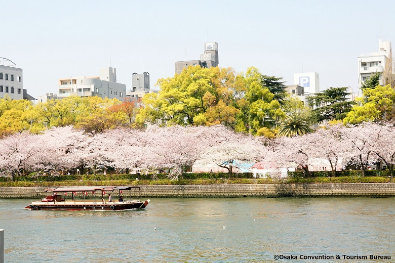 毛馬桜之宮公園の桜1