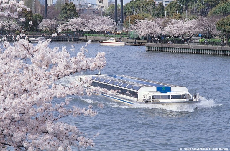 毛馬桜之宮公園の桜2