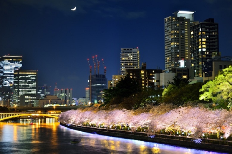 毛馬桜之宮公園の夜桜