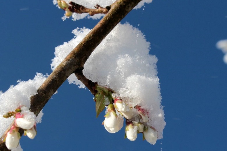 雪解けと桜