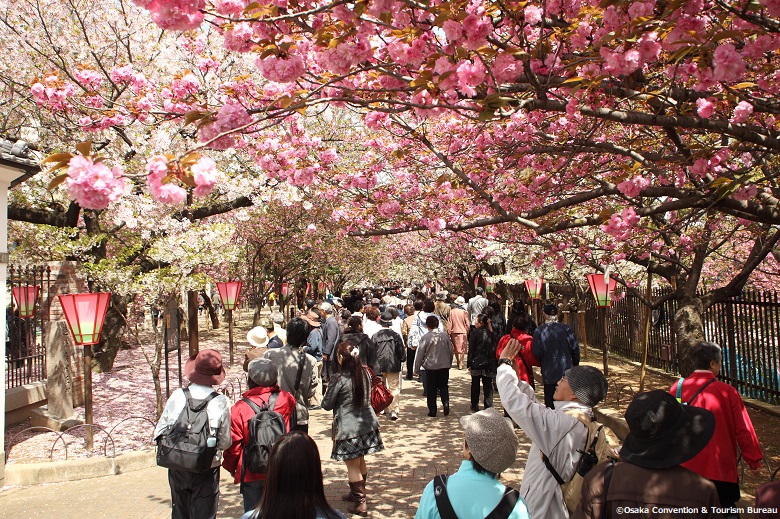 大阪造幣局の桜2