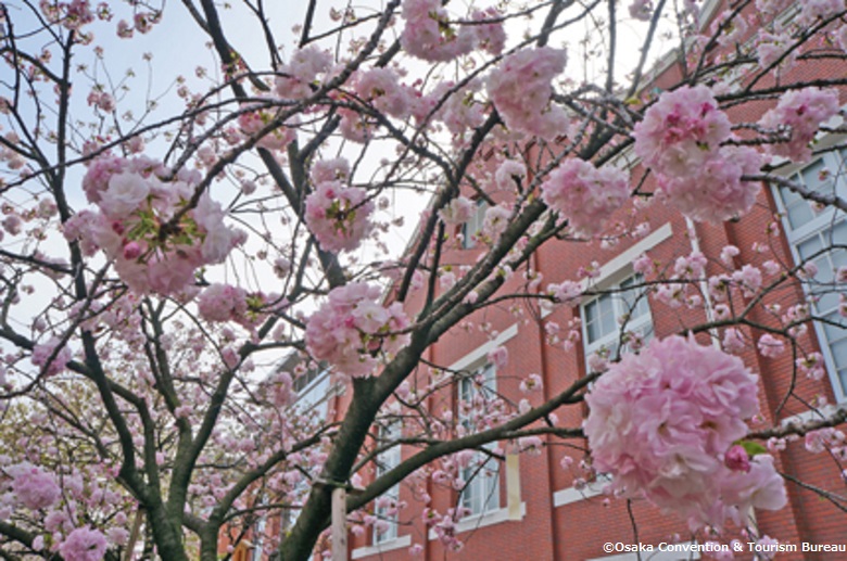 大阪造幣局の桜1