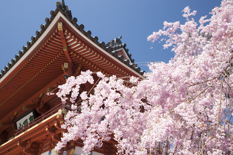 勝尾寺の桜